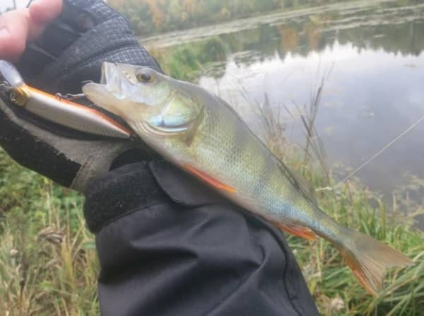 Dexter Minnow