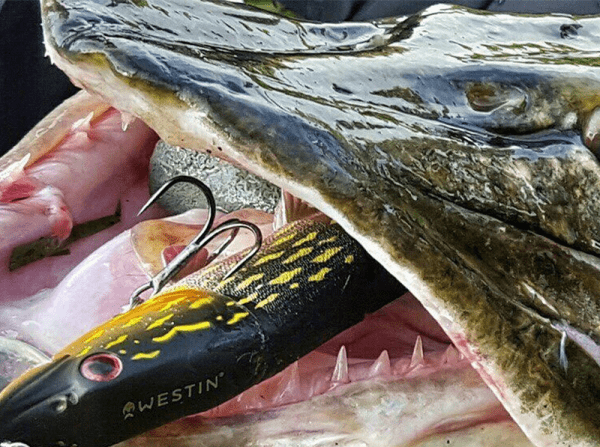 Mike the Pike
