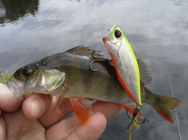 Realis Popper