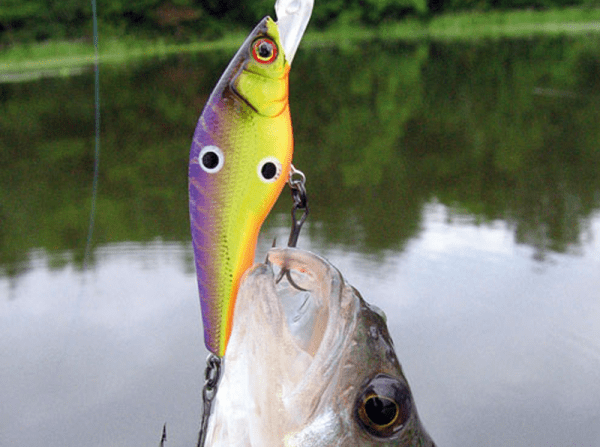 Hadcore Shad