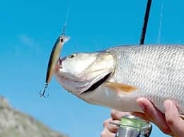 Dexter Minnow