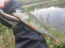 Dexter Minnow