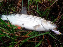Hadcore Shad